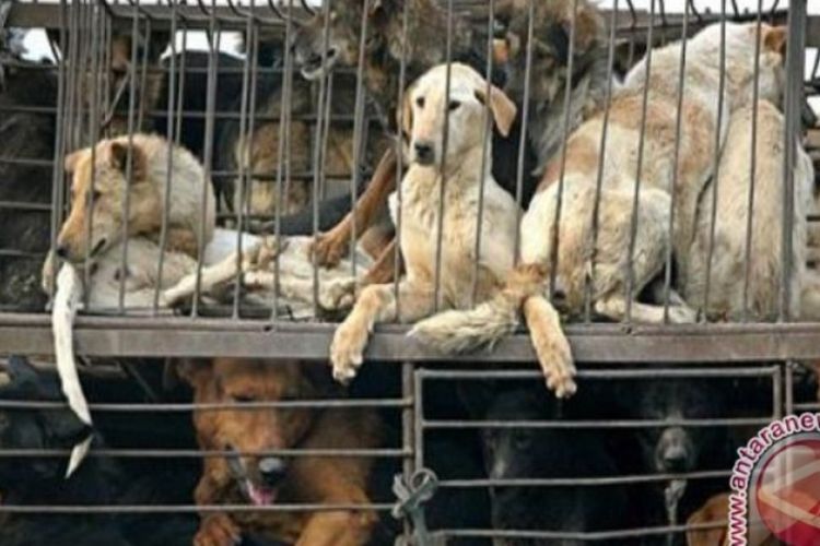 Ada Perdagangan Daging Anjing di Pasar Senen, IKAPPI Nilai Pengawasan Pasar Jaya Lemah