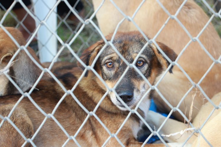 Pemkot Jakbar Pantau Pasar Demi Antisipasi Adanya Penjualan Daging Anjing