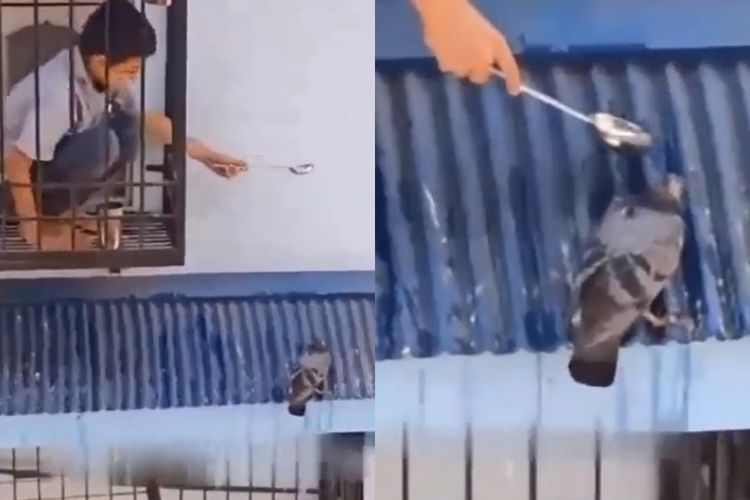 Anak Laki-laki Ini Gunakan Sendok untuk Memberikan Air kepada Merpati yang Haus