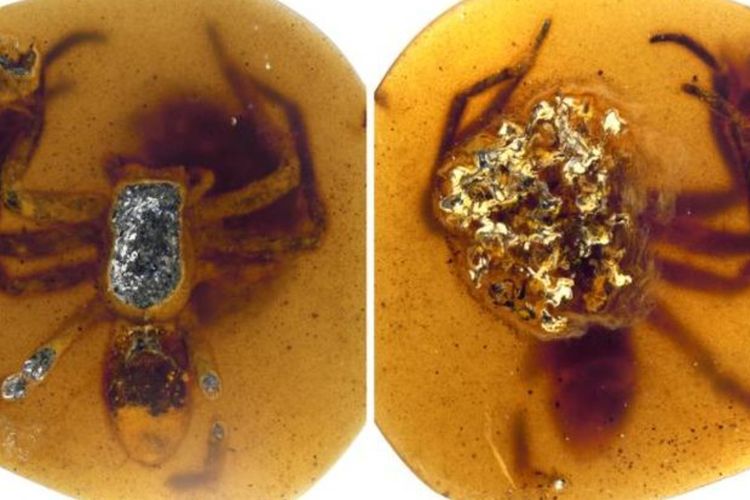 Peneliti Temukan Laba-laba yang Terjebak dalam Resin Berusia 99 Tahun Lalu! 