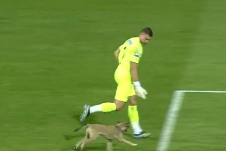 Momen Seekor Anjing Menyusup ke Pertandingan Liga Turki, Lari-larian di Rumput