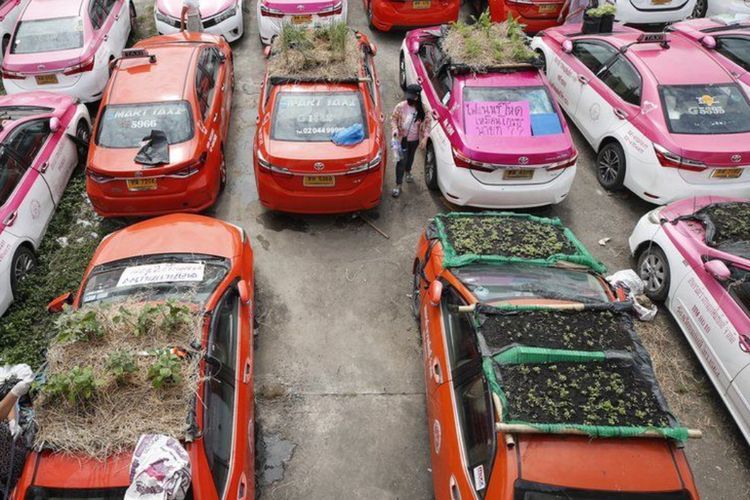 Tidak Ada Turis selama Pandemi, Taksi-taksi di Bangkok Dirombak Menjadi Kebun Sayur!