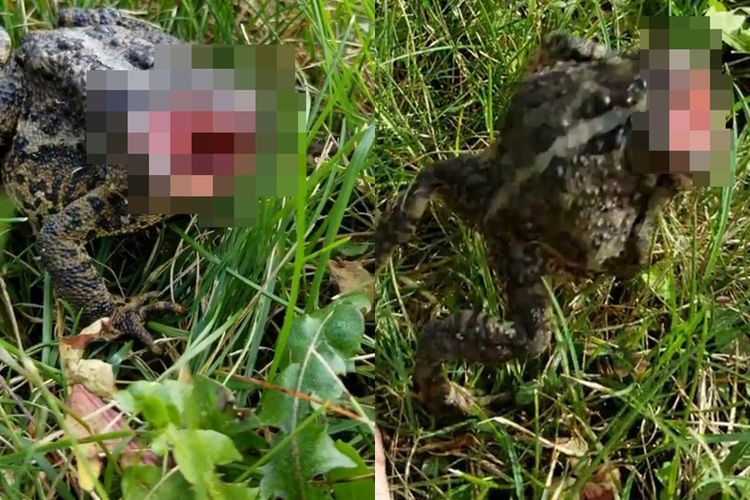 Pria Ini Ketakutan Setelah Lihat 'Katak Zombie' Berjalan Tanpa Kepala dan Melompat Jauh