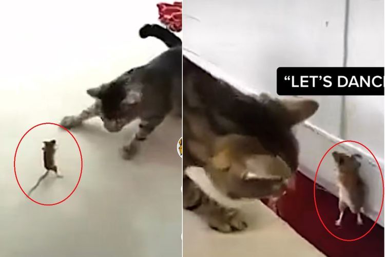 Bagai Tom dan Jerry, Tikus Ini Berdiri Tegak Lawan Kucing yang Mengancam 