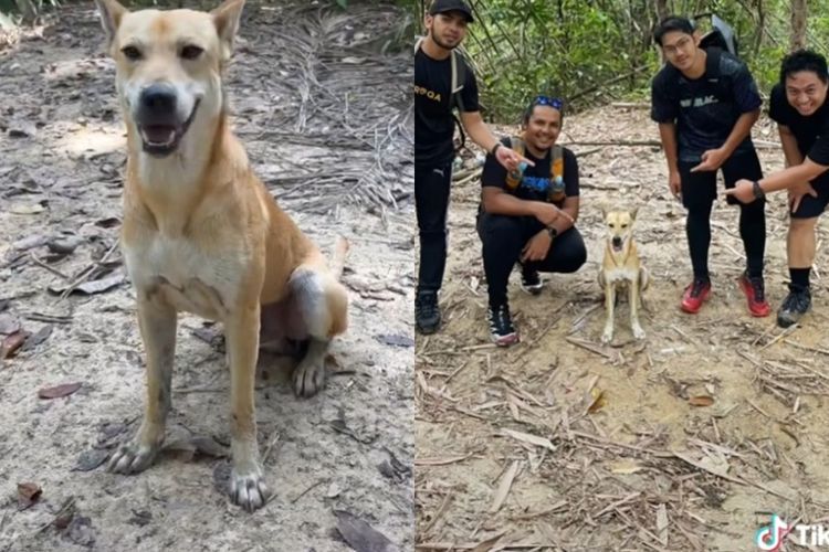 Anjing yang Dijuluki 'Pali' Viral di Twitter karena Jadi Pemandu untuk Para Pejalan Kaki