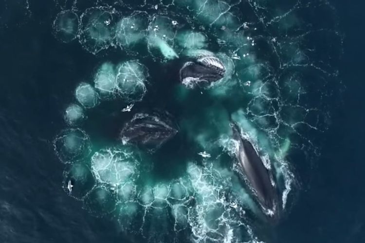 Video Drone Menakjubkan Paus Bungkuk saat Menangkap Mangsa, Gunakan 'Jaring Gelembung'