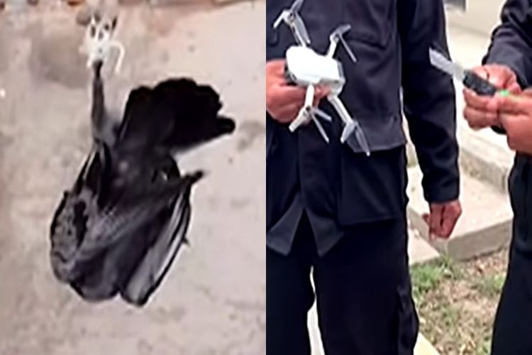 Polisi Pasang Pisau ke Drone untuk Menyelamatkan Merpati yang Tersangkut di Kabel Listrik