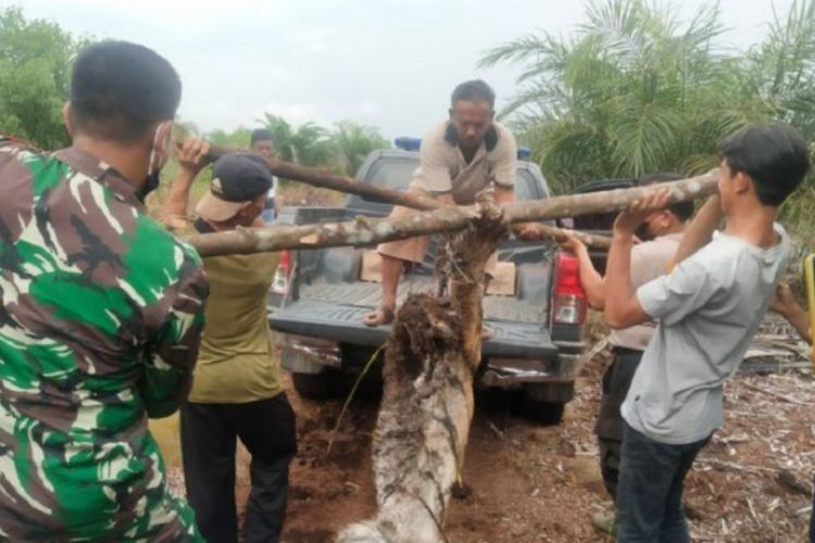 Terjerat Sling Baja, Harimau Sumatera Ditemukan Mati di Riau