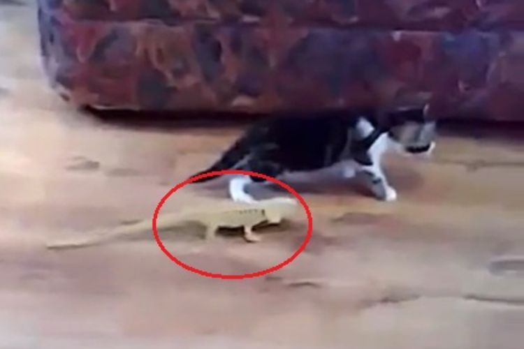 Momen Anak Kucing Nggak Sadar Didekati Kadal dari Belakang, Endingnya Buat Jantung Copot