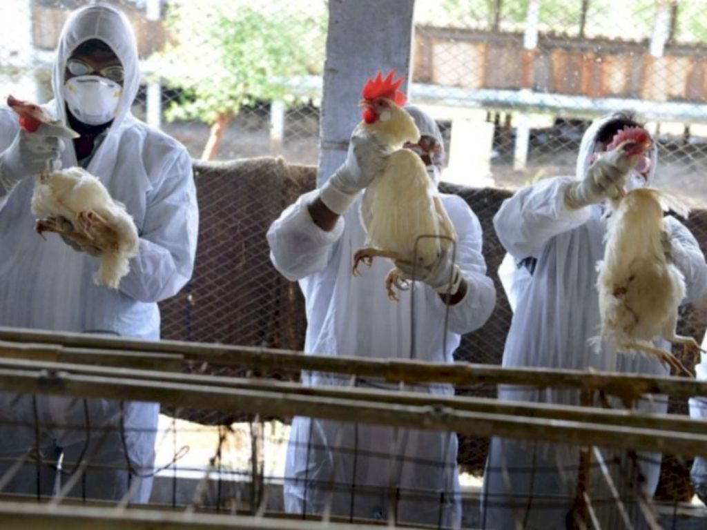 Apakah Tamiflu Dapat Melindungi dari Flu Burung? Berikut Penjelasannya