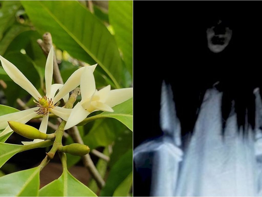Pesugihan Kembang Kantil: saat Susuk Kecantikan Menuntut Tumbal