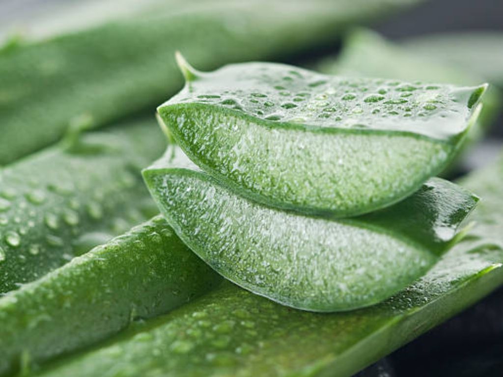 Tak Hanya untuk Kulit, Ini Manfaat Kesehatan Aloe Vera dan Cara Aman Menyimpannya