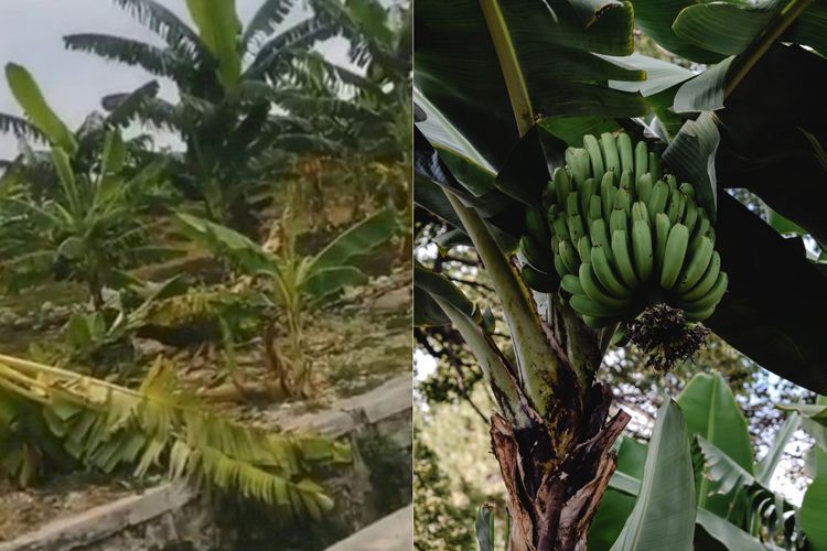 Viral Kebun Pisang Dirusak, Ini Fakta Menarik Pohon Pisang yang Hanya Berbuah Sekali