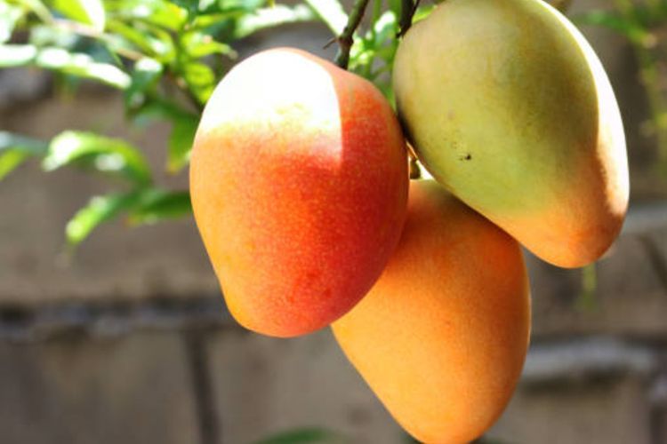 Ini 3 Khasiat Tersembunyi di Balik Kelezatan Buah Mangga
