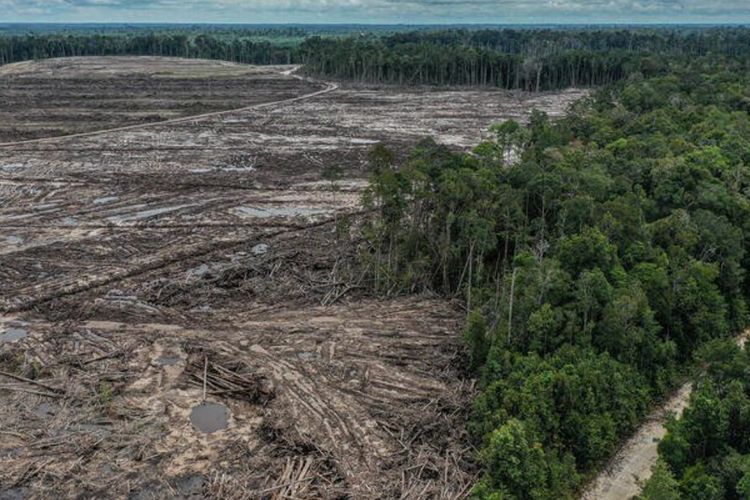 Mengkritik Jokowi Soal Penggundulan Hutan, 2 Aktivis Greenpeace Dipolisikan