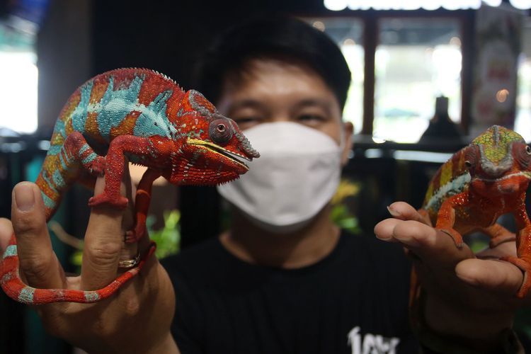 Pameran Hewan Peliharaan Lokal dan Import, Berikut Foto-fotonya