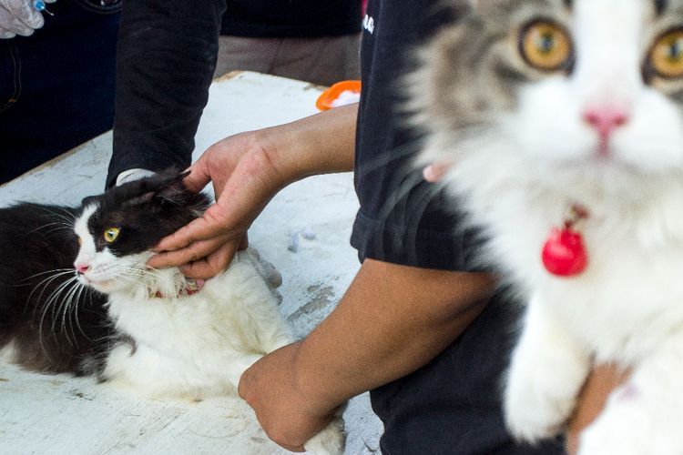 Vaksin Rabies Gratis di Karawang, Berikut Foto-fotonya