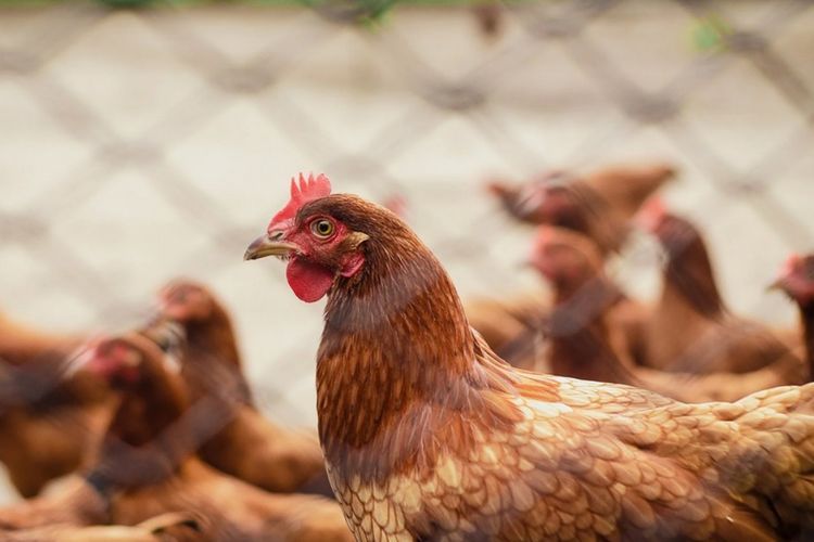 63 Ayam Mati Mendadak Terkena Serangan Jantung Gara-gara Musik Hajatan