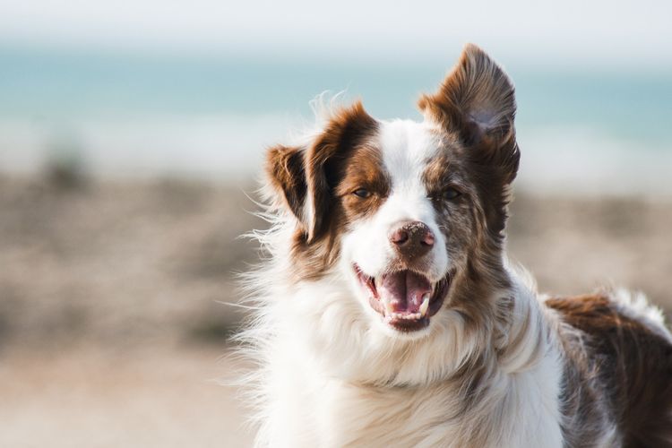 Digigit Anjing, Bocah 6 Tahun di Sikka Positif Rabies