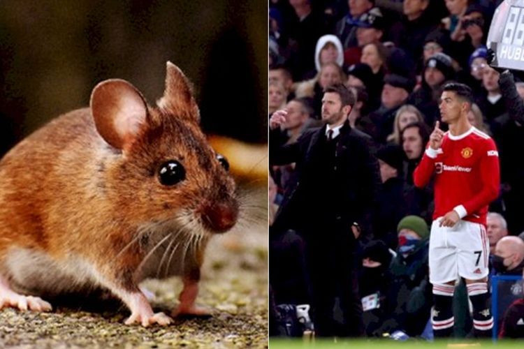 POPULER: Tikus Disebut Hewan Yang Munculkan Omicron & Carrick Diisukan Ribut Sama Ronaldo