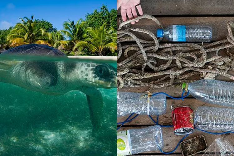 Penyu Lekang Ini Dibawa ke Skotlandia untuk Jalani Perawatan, Karena Terjerat Sampah