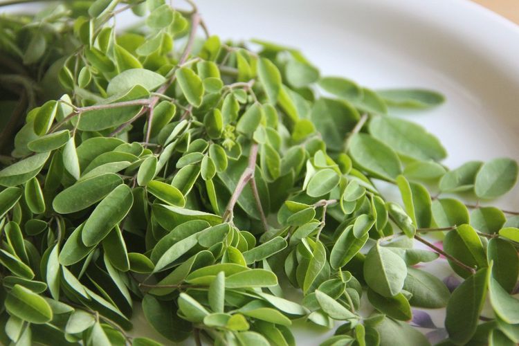 10 Manfaat Daun Kelor dan Cara Mengolahnya dengan Benar
