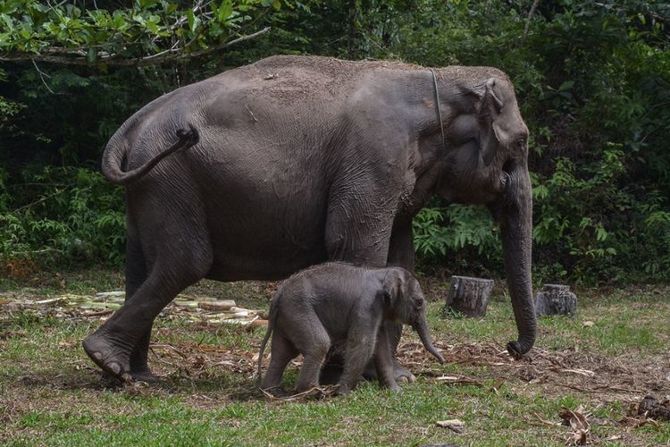 Detik-detik Gajah Melahirkan di Taman Nasional Tesso Nilo, Riau