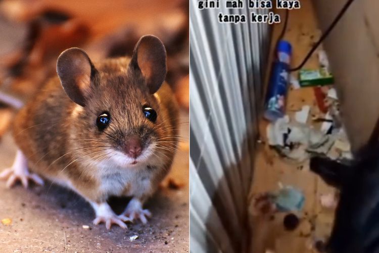 Wuih, Pasutri Ini Ketiban Rezeki Nomplok dari Tikus, Netizen Rebutan Pengen Pelihara