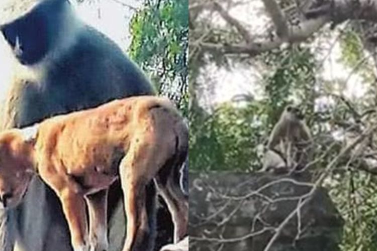 Diduga Balas Dendam, Kawanan Monyet di India Bantai  80 Ekor Anak Anjing