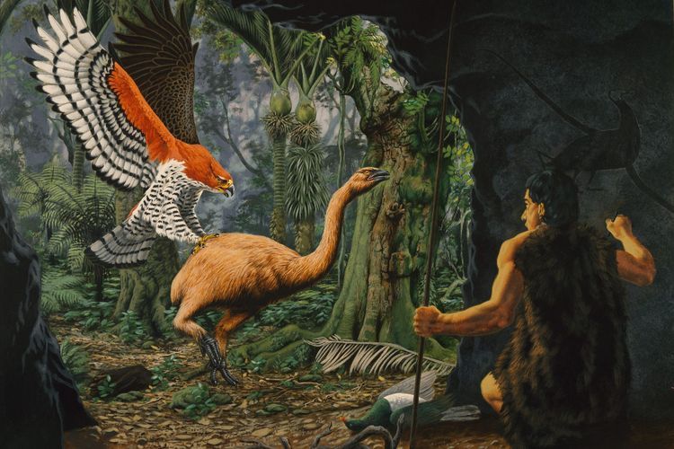 Legenda Harpagornis Moorei, Burung Elang Raksasa dan Pemangsa dari Selandia  Baru