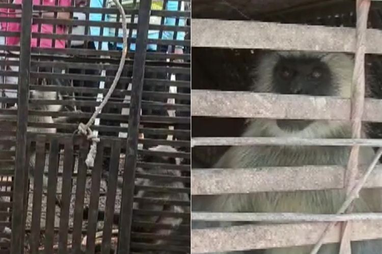 2 Monyet yang Terlibat dalam Pembunuhan 250 Anjing, Akhirnya Ditangkap Polisi