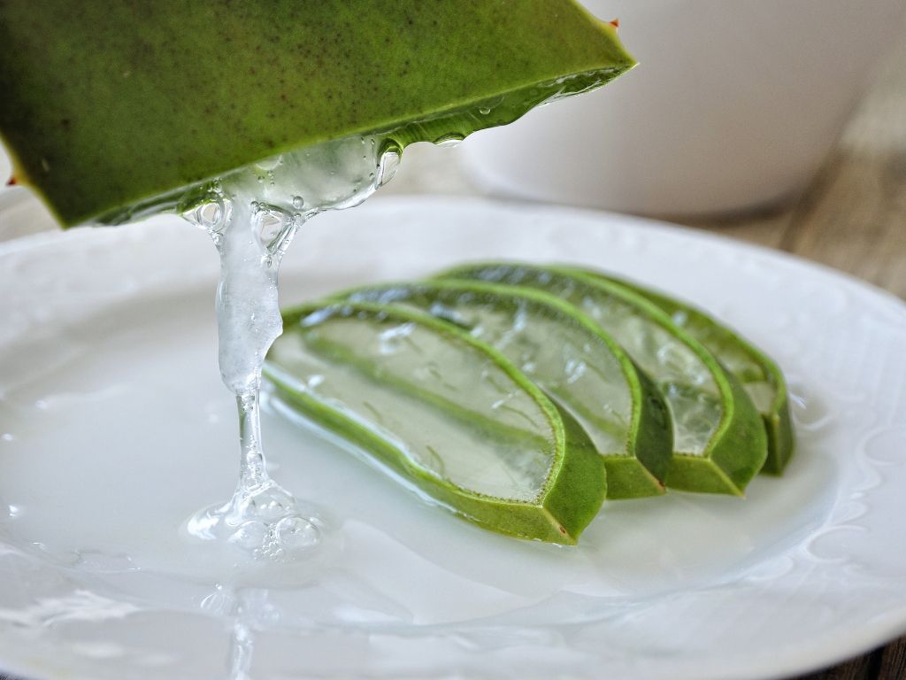 15 Manfaat Lidah Buaya untuk Wajah, Kulit, Rambut, dan Kesehatan