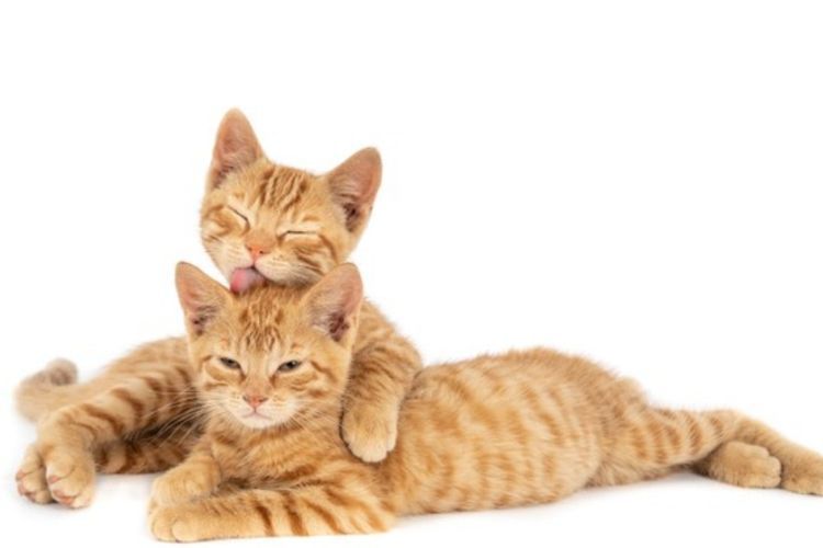 Tak Sebatas Peliharaan, Merawat Kucing di Rumah Terbukti Mengurangi Stres