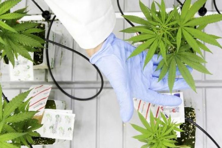 Hasil Penelitian: Senyawa Ganja Terbukti Bisa Menyetop Penyebaran Infeksi Covid-19