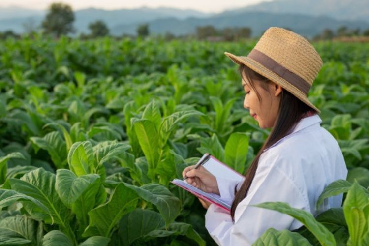 Keren! Startup Thailand Bikin Vaksin COVID-19 dari Tembakau, Sudah Uji Coba Fase Pertama