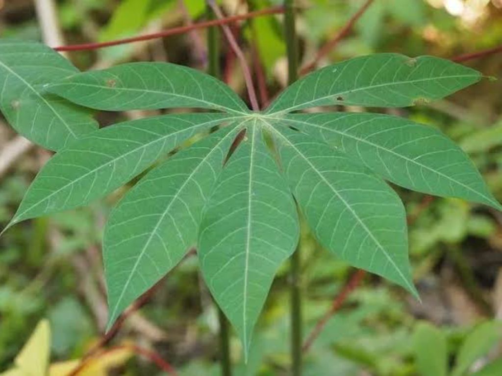 Sering Konsumsi Daun Singkong? Simak Efek Samping Keseringan Makan Daun Singkong untuk Tubuh