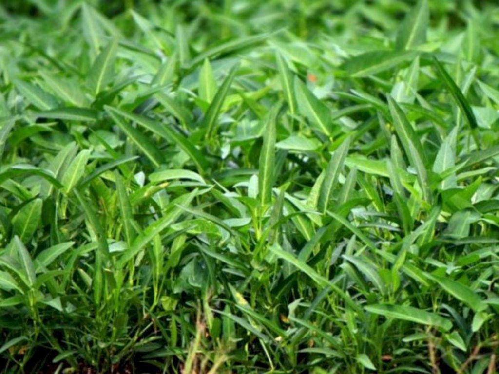 4 Manfaat Kangkung, Sayur yang Dikenal Bikin Ngantuk