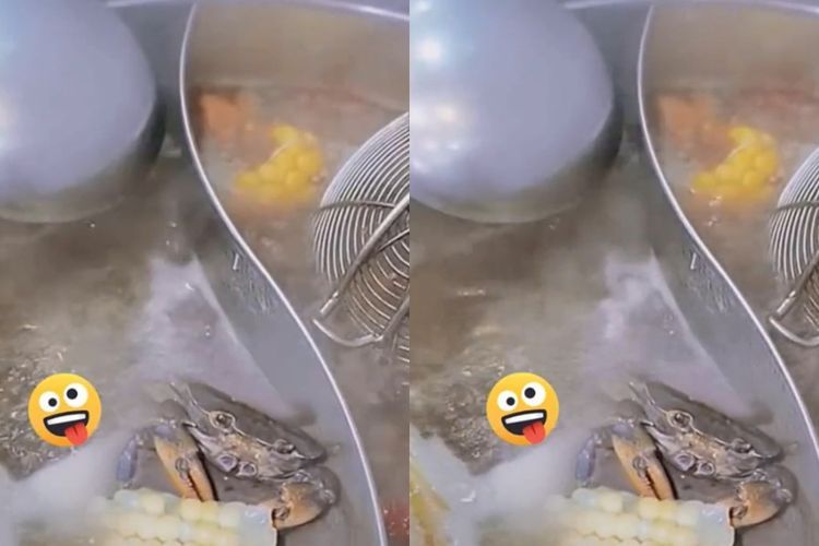 Viral, Kepiting Santai Makan Jagung di Panci Berisi Air Mendidih