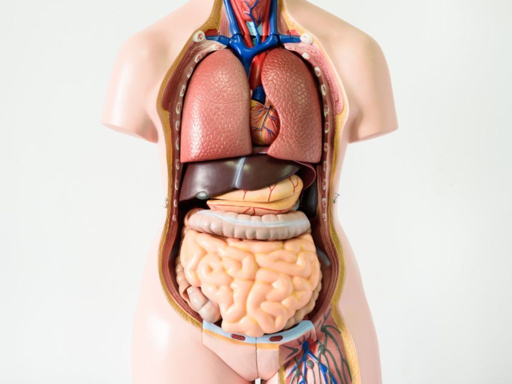 5 Kebiasaan Sepele yang Merusak Organ Dalam Tanpa Disadari