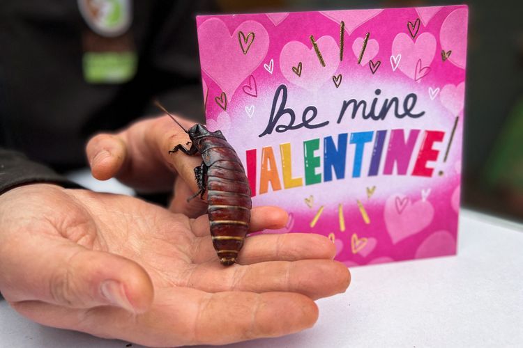 Cara Unik Merayakan Valentine, Namai Kecoa Piaraan dengan Nama Mantan Kamu