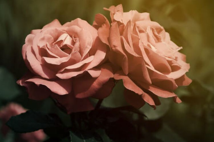 Asal-usul Bunga Mawar Dijadikan Lambang Romantis dalam Percintaan, Jadi Kado Valentine!
