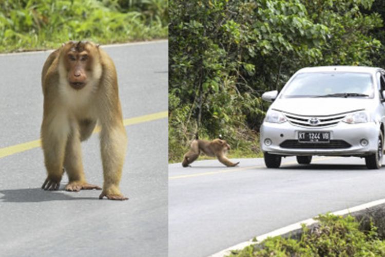 Satwa Liar Berkeliaran di Tengah Jalan di IKN Nusantara, Bagaimana Nasib Mereka?