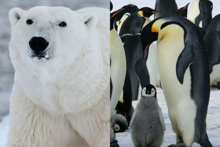 Bukan Cuma Penguin dan Beruang Kutub, 5 Hewan Ini Menjadi Pengisi Ekosistem di Kutub