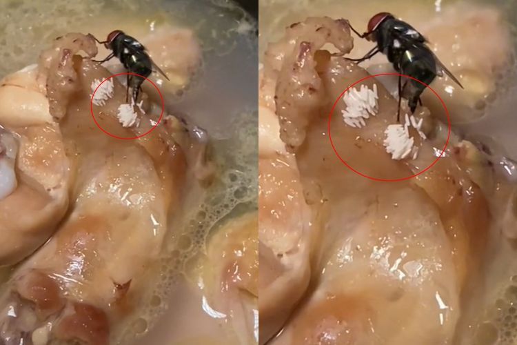 Viral Video Lalat Hijau Bertelur di Potongan Ayam, Bikin Mual dan Gak Selera Makan