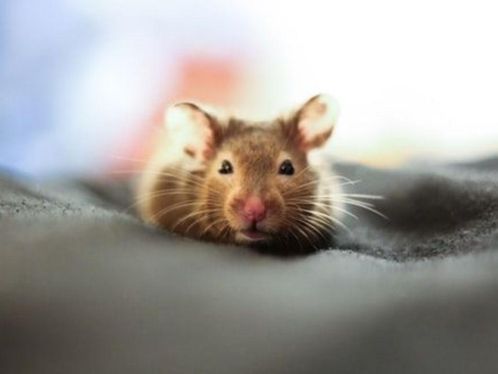 Teknologi Alami: Tikus Gunakan Kumisnya untuk ‘Mendengar’ Dunia