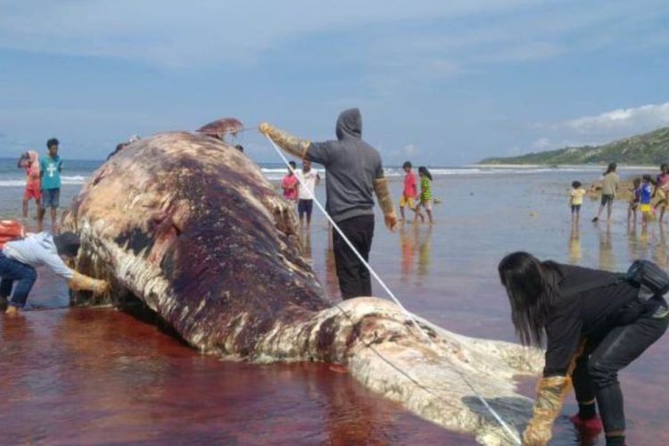 Bangkai Paus Sperma Ditemukan Terdampar dalam Kondisi Membusuk di Pulau Sabu NTT