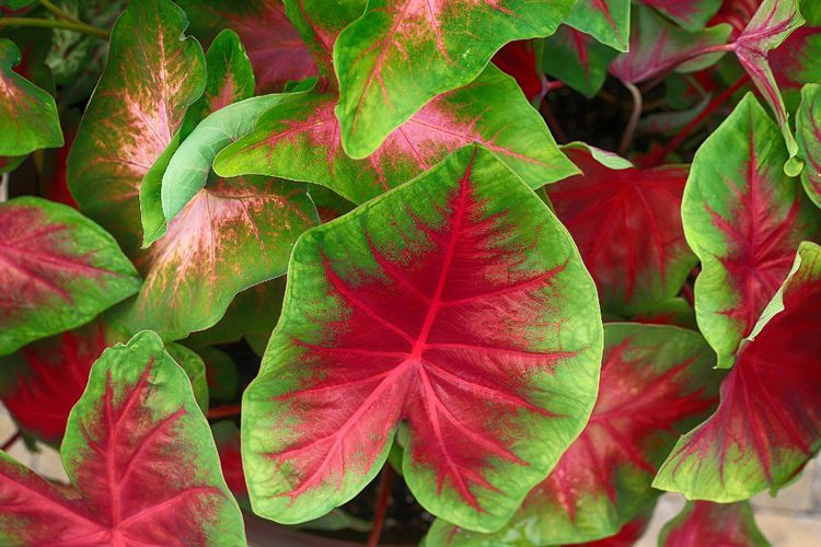 12 Jenis Tanaman Hias Daun Kekinian yang Paling Populer