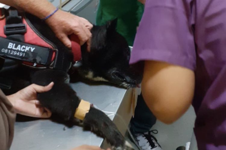 Viral! Puluhan Anjing di Canggu Mati Diracun, Warga Geram dan Bikin Petisi Ini!