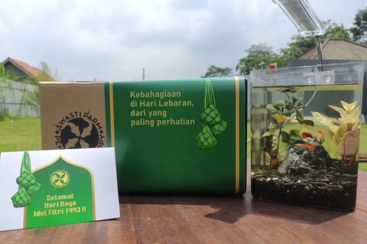 Ide Hampers Lebaran Unik: Paket Akuarim Ikan Guppy untuk Kerabat Tersayang