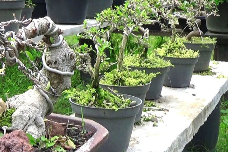 Diam-diam Bonsai Buatan Petani Indonesia Jadi Rebutan di Asia dan Eropa! 